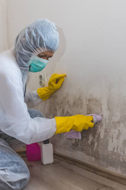 Best Attic Mold Removal  in Cannon Beach, OR